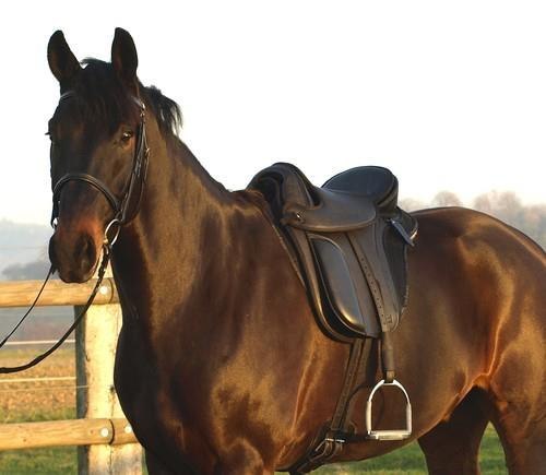 КОННЫЕ ПРОГУЛКИ