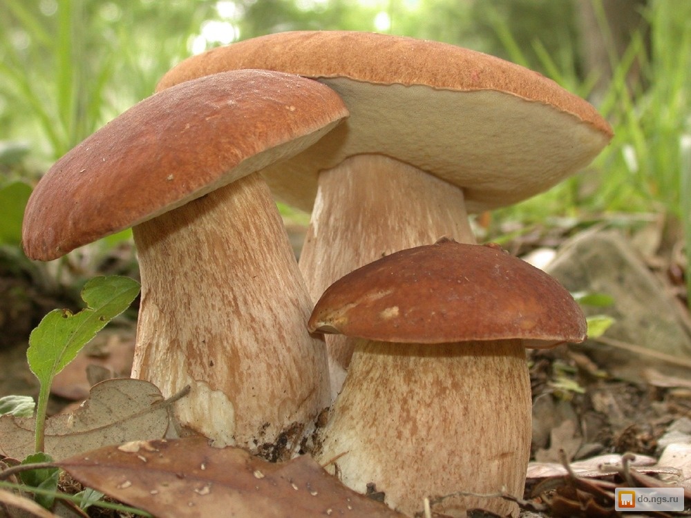 СБОР ГРИБОВ